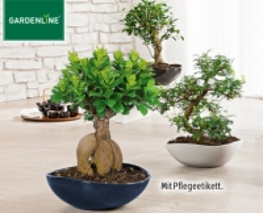 GARDENLINE® Bonsai in der Schale 12.99 €