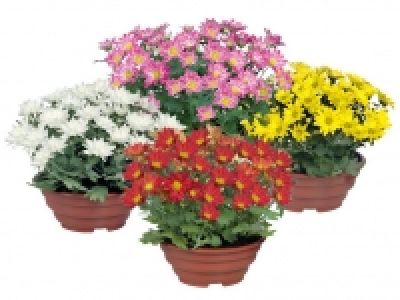 Chrysantheme 2.99 €