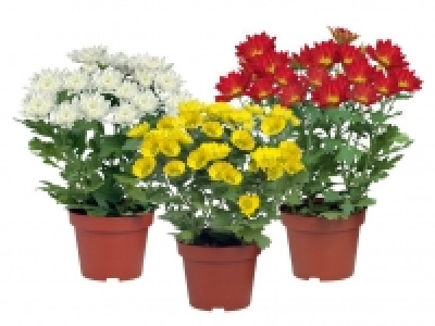 Chrysantheme 0.99 €
