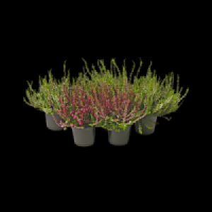 Sommerheide 0.99&nbsp;&euro;