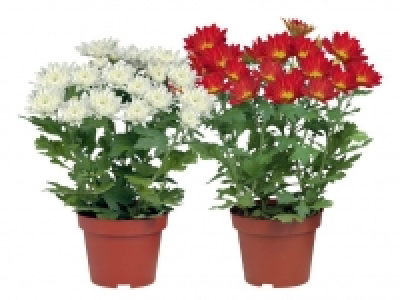 Chrysantheme 0.99 €