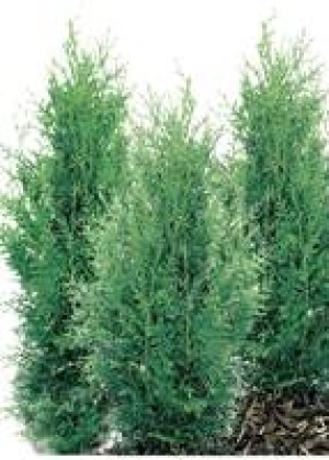 Scheinzypresse/ Lebensbaum