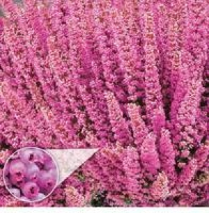 Glockenheide Beauty Queens&reg;