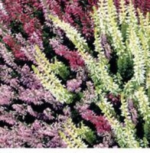 Sommerheide Trio Girls&reg;