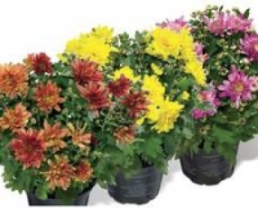 Chrysantheme 1.99 €