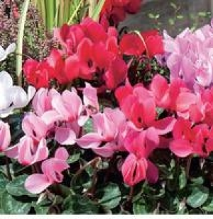 Garten-Alpenveilchen 1.99 €