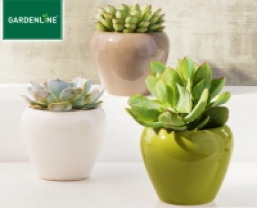GARDENLINE®Sukkulente im Keramiktopf 2.99 €