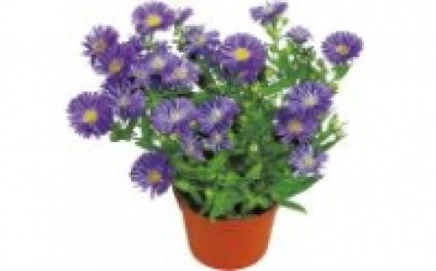 Aster Novi belgii 1.29&nbsp;&euro;