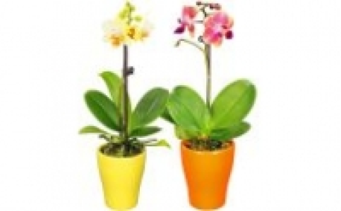 Orchideen 3.99&nbsp;&euro;