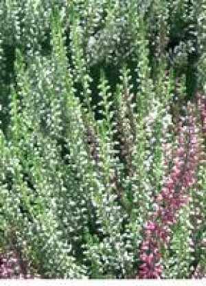 Knospenheide Garden Girls® 1.99 €