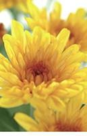 Freiland-Chrysantheme