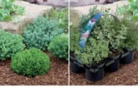 Hebe Green-Boys&reg;