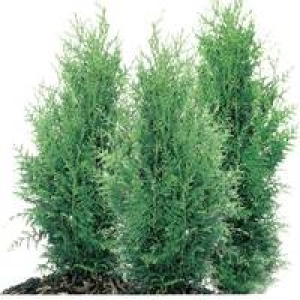 Scheinzypresse/ Lebensbaum 3.99&nbsp;&euro;