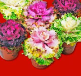 Zierkohl 1.29 €