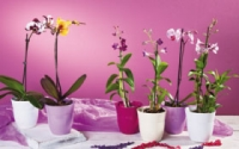 Orchideen 5.99&nbsp;&euro;