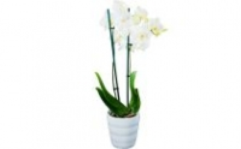 Orchideen 7.99&nbsp;&euro;