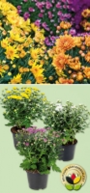 Chrysantheme 1.49 €