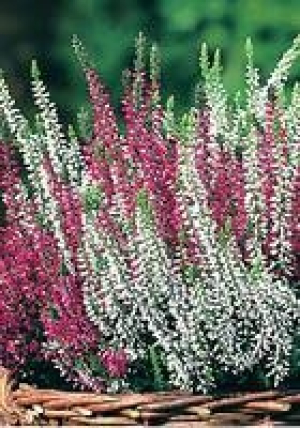 Knospenheide, Garden Girls 1.99 €