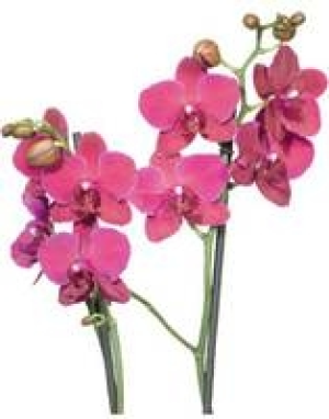 Schmetterlings- orchidee 5.99 €