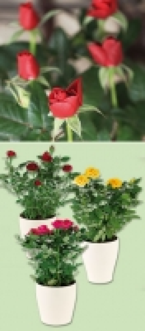 Topfrose 1.99&nbsp;&euro;