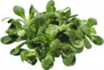 Feldsalat 0.79 €