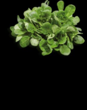 Feldsalat 12.70 €