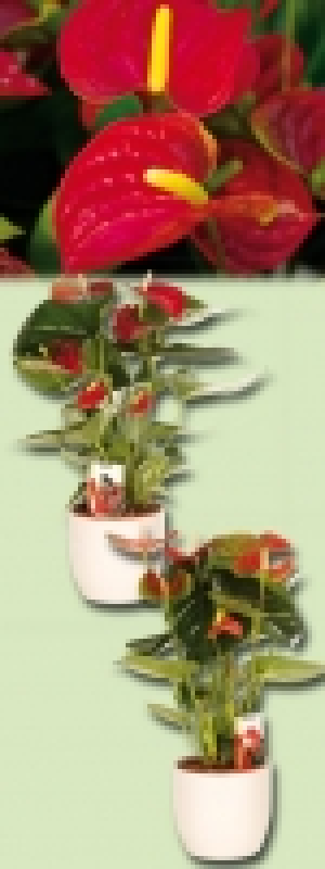 Flamingoblume Anthurie 4.99 €