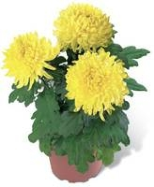 Chrysantheme 2.99 €