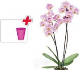 Schmetterlings-Orchidee 7.99 €