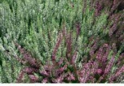 Knospenheide Garden Girls® 1.99 €