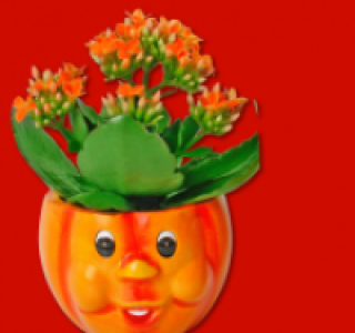 Flammendes K&auml;thchen 1.49&nbsp;&euro;