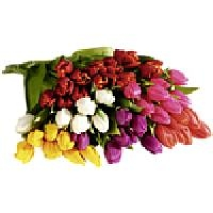 Tulpenstrau&szlig; 1.79&nbsp;&euro;
