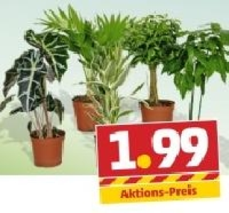 Grünpflanzen 1.99 €