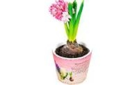 Blumenzwiebeln 1.99 €