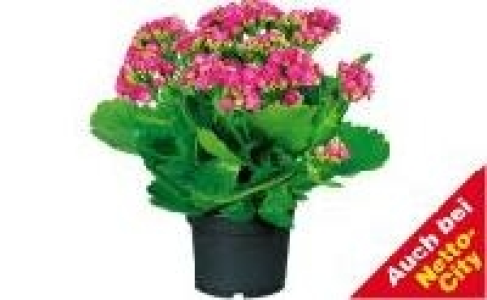 Flammendes K&auml;thchen 1.99&nbsp;&euro;