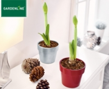 GARDENLINE®Amaryllis 2.99 €