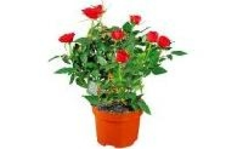 Topfrosen 1.99&nbsp;&euro;