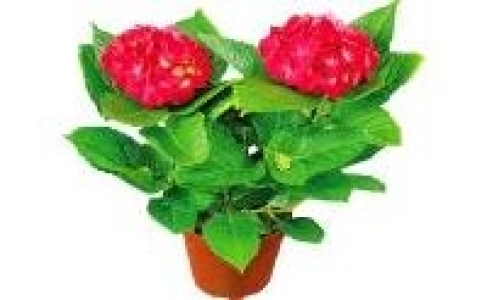 Hortensien 2.99 €