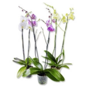 Phalaenopsis (Schmetterlingsorchidee) 7.99&nbsp;&euro;