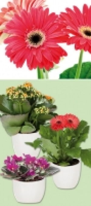 Blühpflanzen-Mix 1.99 €