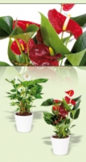 Anthurie 3.99 €