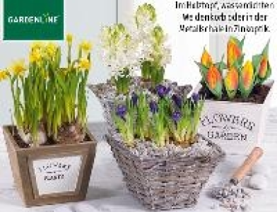 Gardenline Blumenzwiebeln im Korb