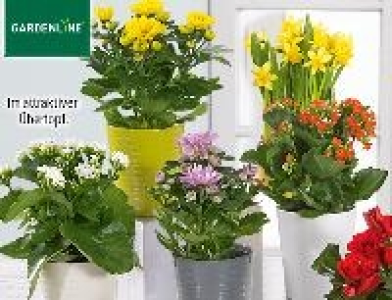 Gardenline Blühende Zimmerpflanze