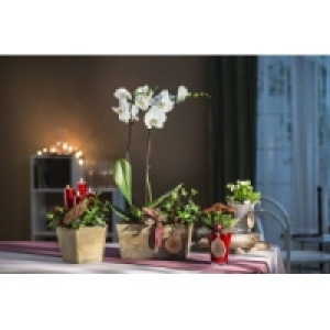 Advents-Arrangements 7.49&nbsp;&euro;