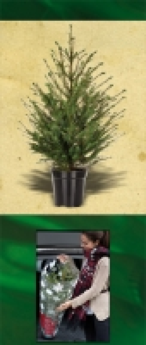 Weihnachtsbaum 7.99 €