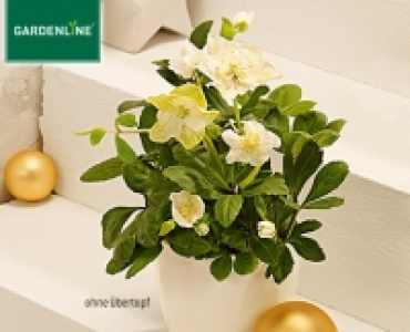 GARDENLINE®Christrose 3.49 €