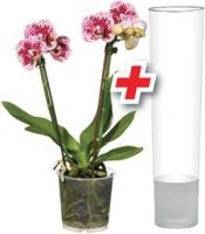 Schmetterlings- orchideen-Set 12.99&nbsp;&euro;