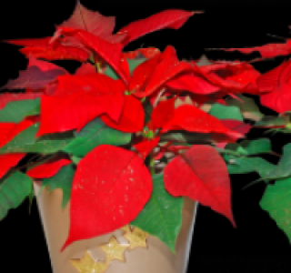 Weihnachtsstern (Poinsettia) 2.99 €