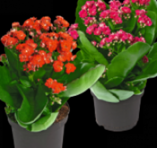 Flammendes K&auml;thchen 0.99&nbsp;&euro;