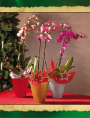 Orchidee Phalaenopsis 9.99 €